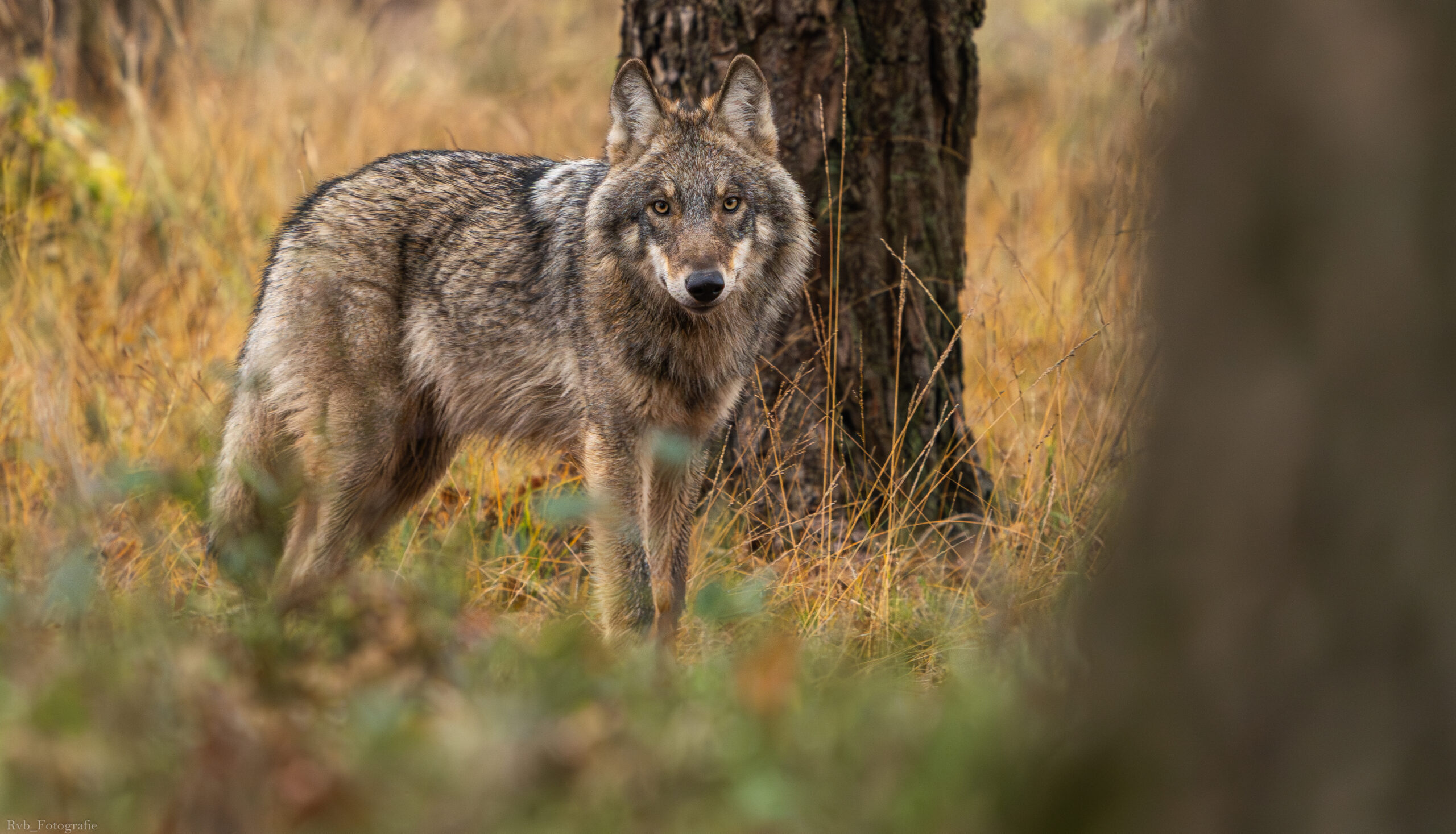 Wolf - Ramon van Bentum