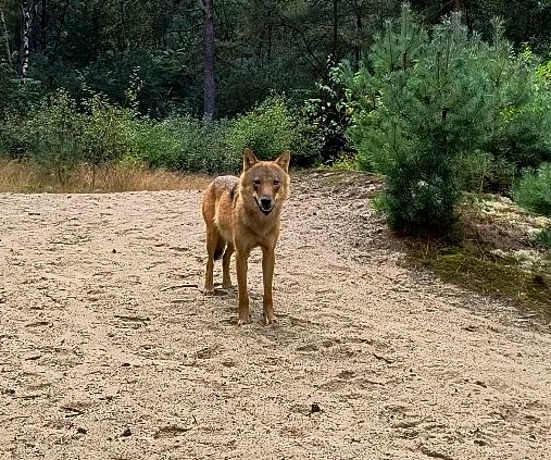 Animal Rights visie en updates over doodschieten wolf Bram