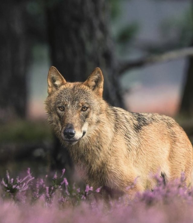 Update wolf Bram: vijf welpen, blauwe linten, verborgen camera’s, zenderen en perikelen