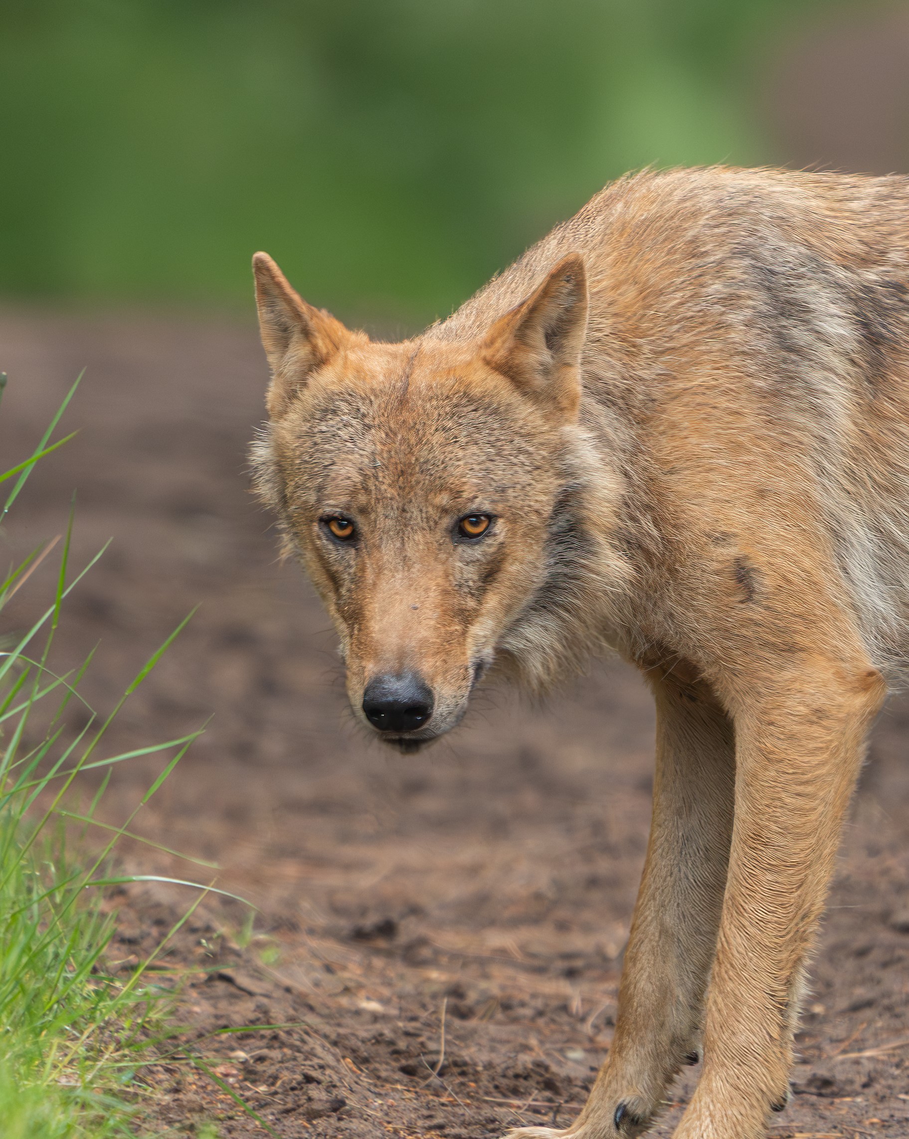 Update wolf Bram: dit weekend paar keer gezien en troosteloze executiezone
