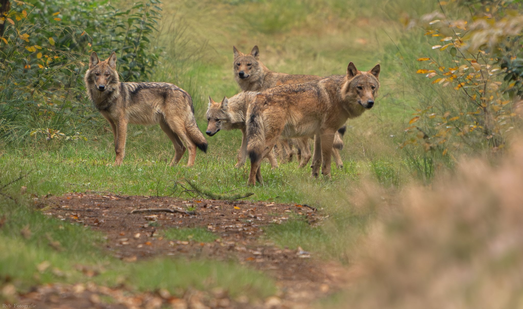Schokkend! Erwin van Maanen: “Ik ben ook heel dicht bij de welpen geweest terwijl Bram erbij was”