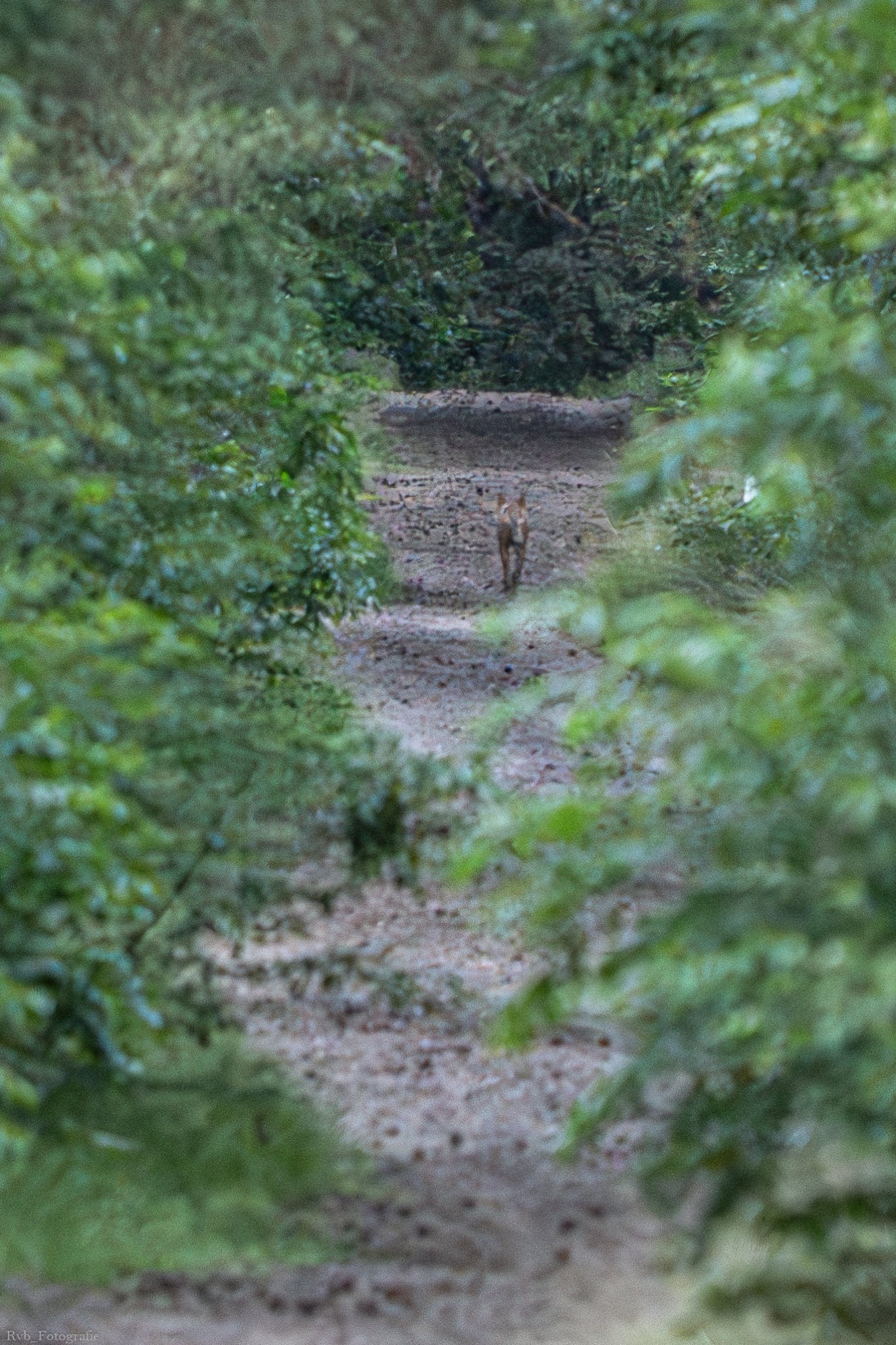 Dood wolvin Leusden dreunt na: provincie Utrecht blijft wolven actief opjagen in plaats van beschermen