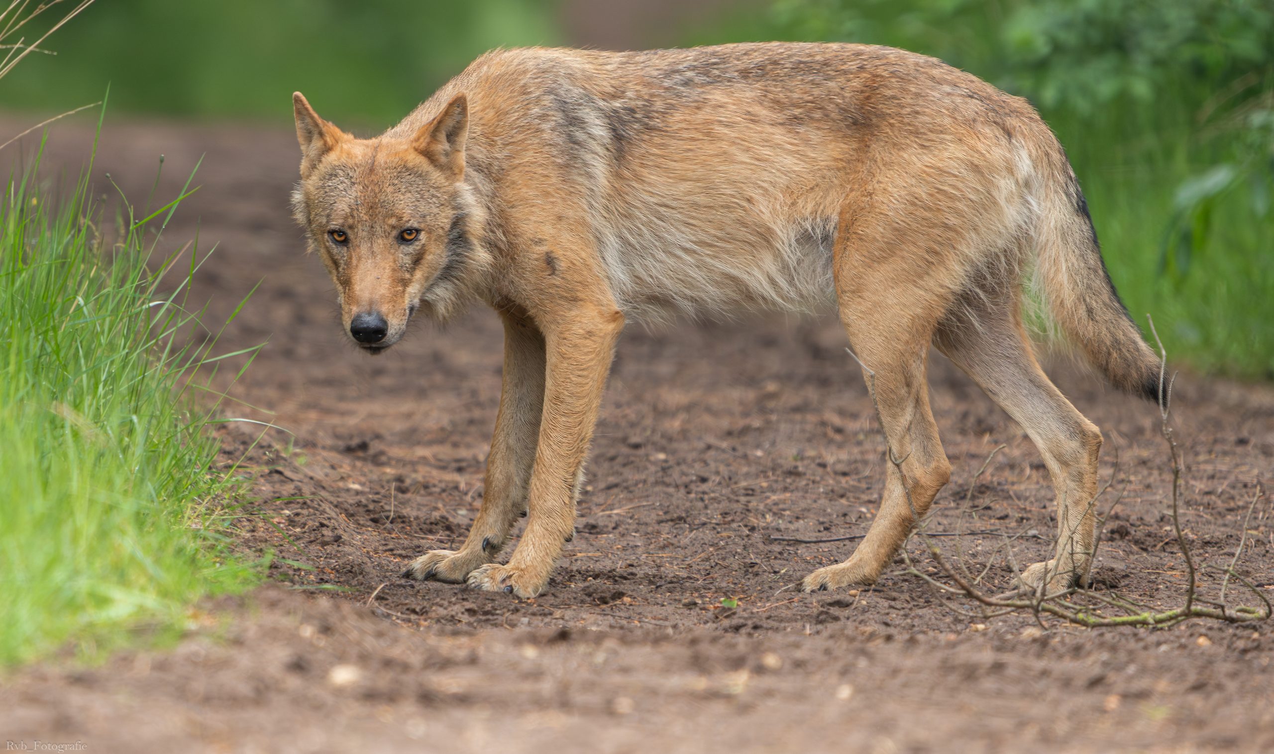 Verkiezingen: welke partijen beschermen de wolf?