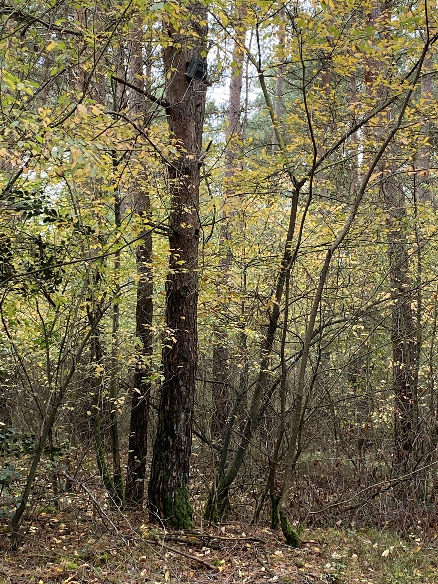 Update wolf Bram: no mercy voor vaderwolf, extra camera’s, fabels en ecoductbeelden