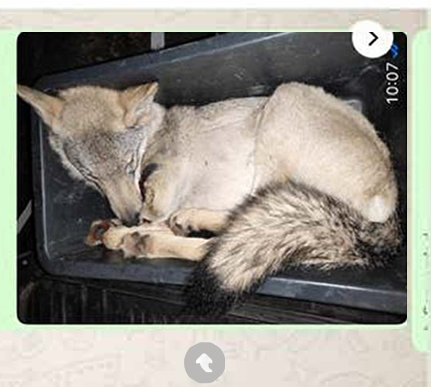 Zes aanrijdingen: wegen blijven Russisch roulette voor de wolven