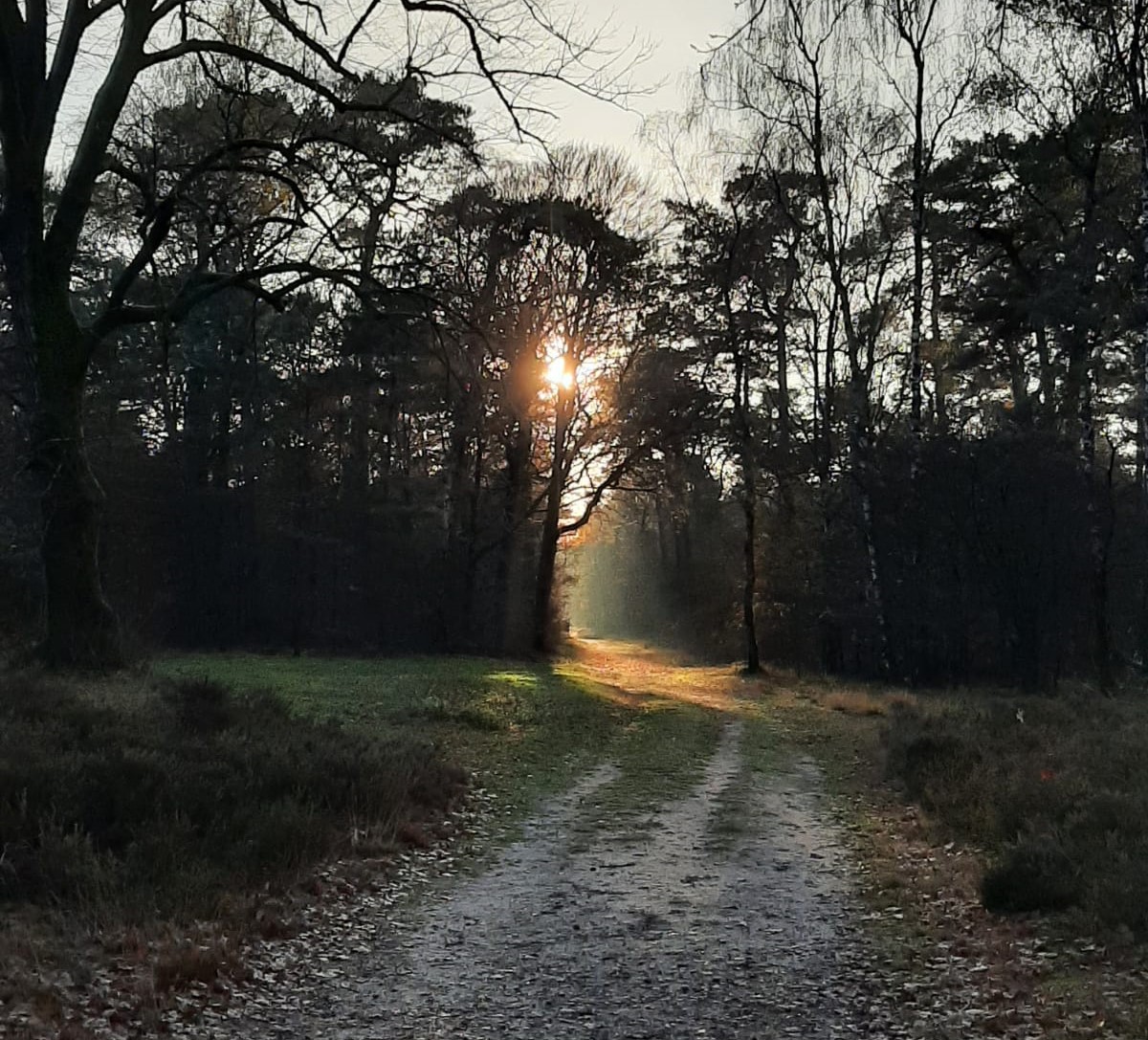 Drie jaar wolven in Utrecht: wordt de roedel van wolf Bram beschermd of de dood ingejaagd?