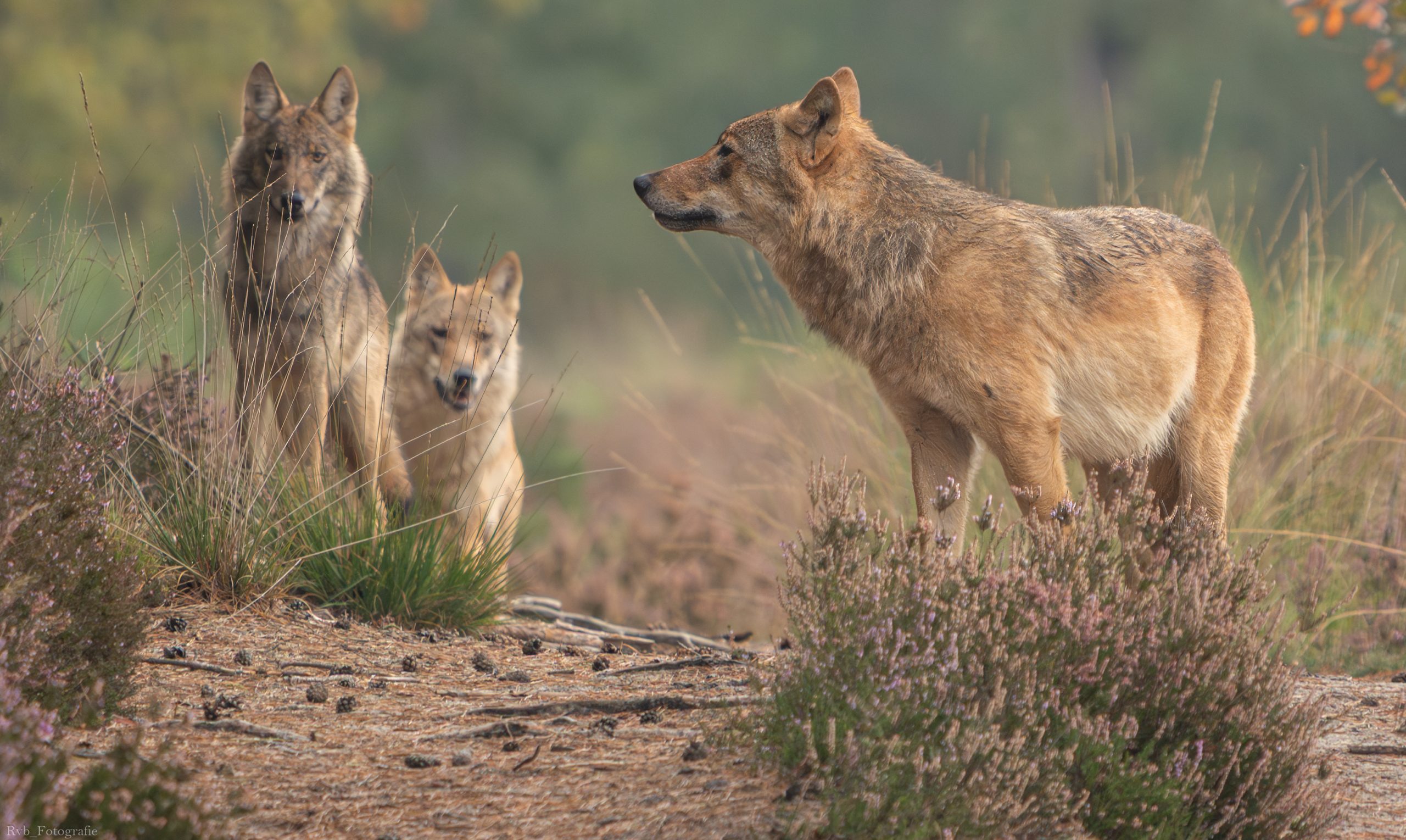 Wolf Bram is dood – zijn bescherming van wolvin Eva en de welpen werd hem fataal