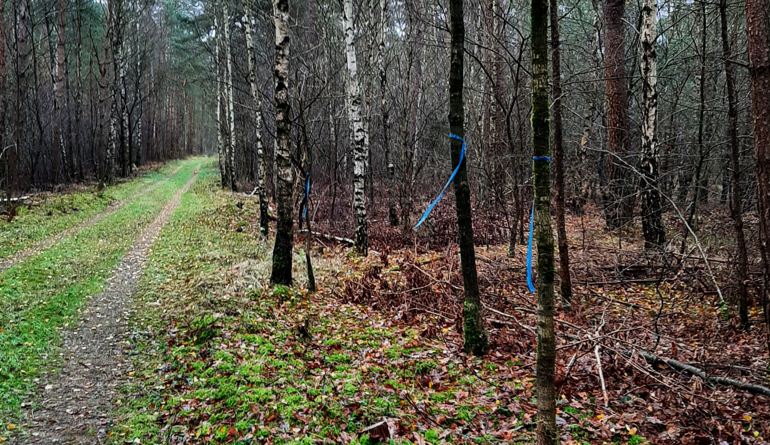 Update wolf Bram: ecoduct afschotgebied en parkeerplaats Doornseweg weer open
