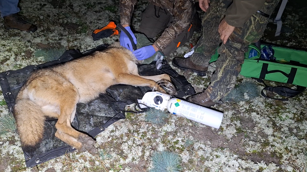 Buitenissig zenderfeest van de Zoogdiervereniging crasht