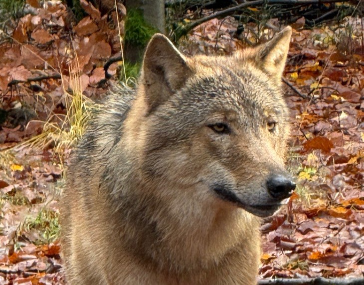 Wolf Bram 1 december nog gezien, provincie benadrukt ‘mijd gebied’ en ander opvallend nieuws