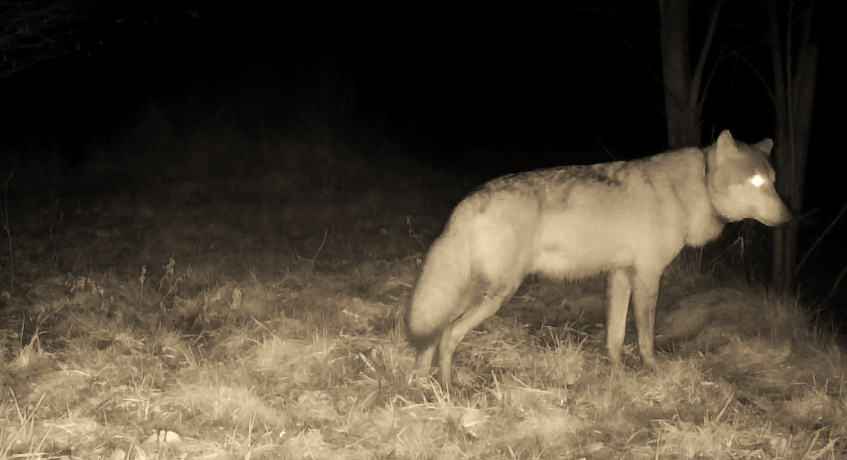 Update wolf Sam: de nieuwe roedelleider van de Utrechtse Heuvelrug?