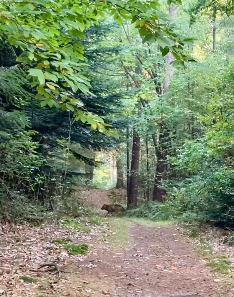 Waarom en hoe moet je samenleven met wolven?