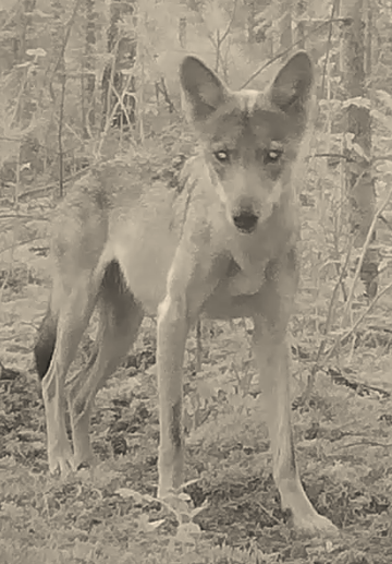 Nieuwe feiten Juultje: waarom dit kleine wolfje aan ons geweten blijft knagen